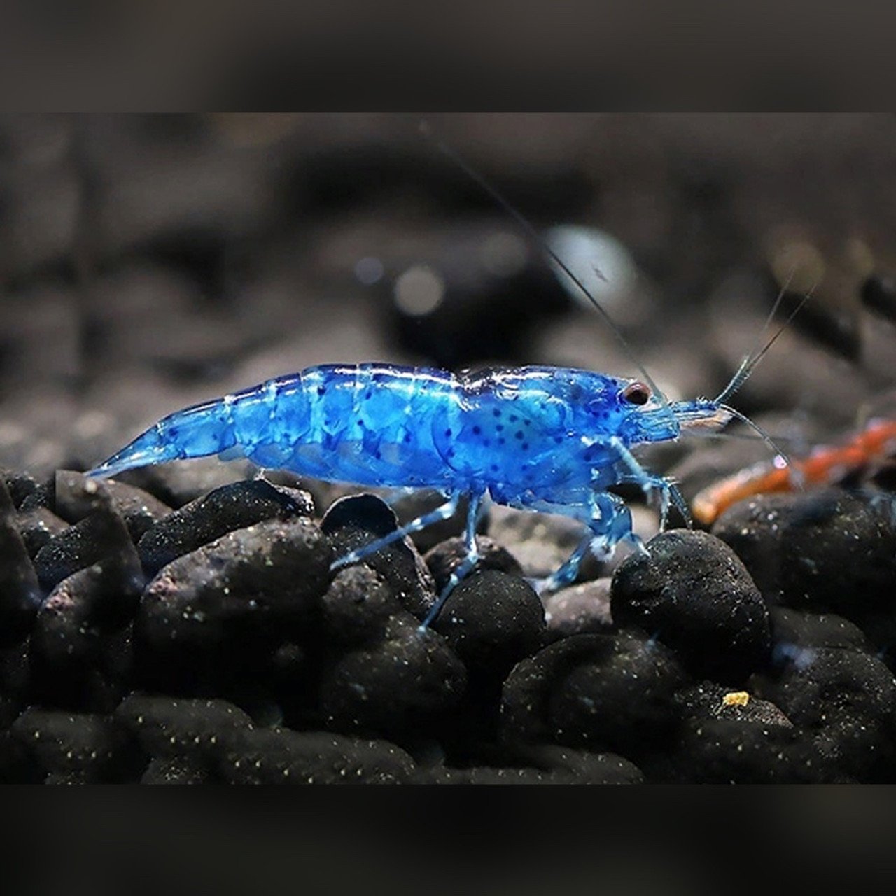 Dive Into The World Of Blue Dream Shrimp: Care Guide & Tips